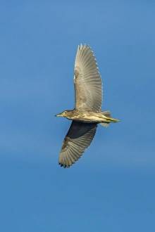 Nature wildlife/christian paoli wildlife photography/black crowned night heron nycticorax nycticorax Nature wildlife/christian paoli wildlife photography/black crowned night heron nycticorax nycticorax