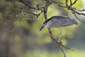 Black-crowned Night Heron (Nycticorax nycticorax) Black-crowned Night Heron (Nycticorax nycticorax)