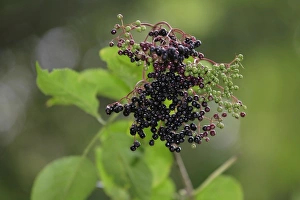 Black Elderberry -Sambucus nigra- fruit cluster with leaves, Lindlar Black Elderberry -Sambucus nigra- fruit cluster with leaves, Lindlar