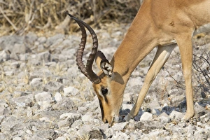 Black-faced Impala -Aepyceros melampus petersi- foraging for food, Etosha National Park Black-faced Impala -Aepyceros melampus petersi- foraging for food, Etosha National Park
