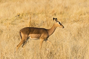 Black Faced Impala -Aepyceros melampus petersi- walking through the grass Black Faced Impala -Aepyceros melampus petersi- walking through the grass