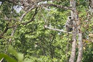 Black-faced langur, Chitwan National Park , Lumbini, Nepal Black-faced langur, Chitwan National Park , Lumbini, Nepal