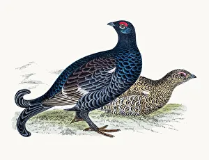 <b class=qtipBold><figcaption>Black grouse game bird</figcaption></b><br>A photograph of an original hand-colored engraving from The History of British Birds by Morris published in 1853-1891.<br><em>© mashuk</em> Black grouse game bird