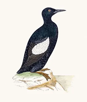 <b class=qtipBold><figcaption>Black Guillemot</figcaption></b><br>A photograph of an original hand-colored engraving from The History of British Birds by Morris published in 1853-1891.<br><em>© mashuk</em> Black Guillemot