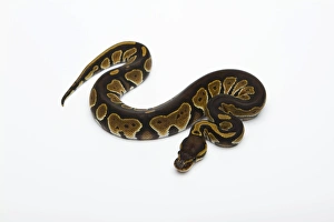 Black Head Double Het Albino Ghost Ball Python or Royal Python -Python regius-, female Black Head Double Het Albino Ghost Ball Python or Royal Python -Python regius-, female