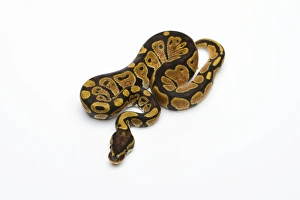 Black Head Spider Het Albino Possible Het Ghost Ball Python or Royal Python -Python Black Head Spider Het Albino Possible Het Ghost Ball Python or Royal Python -Python