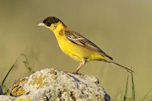 Black-headed Bunting -Emberiza melanocephala- standing on a stone, Rhodopes, Bulgaria Black-headed Bunting -Emberiza melanocephala- standing on a stone, Rhodopes, Bulgaria