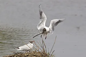 Nesting Material Gallery: Black-headed Gull -Larus ridibundus- approaching nest with nesting material, Muenster