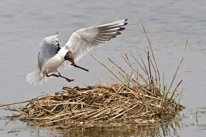 Nesting Material Gallery: Black-headed Gull -Larus ridibundus- with nesting material on approach to nest