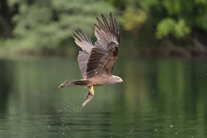 Black Kite -Milvus migrans- flying with a captured fish over a lake Black Kite -Milvus migrans- flying with a captured fish over a lake