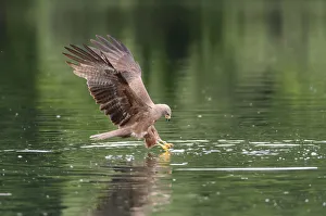 Black Kite -Milvus migrans- grabbing a fish, Mecklenburg-Western Pomerania, Germany Black Kite -Milvus migrans- grabbing a fish, Mecklenburg-Western Pomerania, Germany