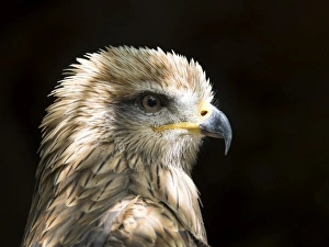 Black kite (Milvus migrans), portrait . Pyrenees, France Black kite (Milvus migrans), portrait . Pyrenees, France