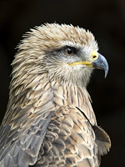 Black kite (Milvus migrans), Pyrenees, France Black kite (Milvus migrans), Pyrenees, France