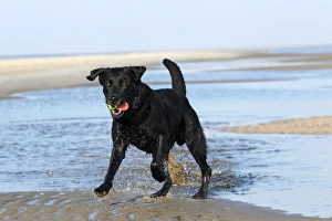 Black Labrador Retriever dog -Canis lupus familiaris-, male dog with a ball on the beach Black Labrador Retriever dog -Canis lupus familiaris-, male dog with a ball on the beach