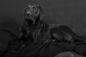 Black Labrador Retriever dog, male, Germany