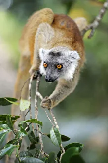 Black Lemur (Eulemur macaco), Madagascar, Africa Black Lemur (Eulemur macaco), Madagascar, Africa