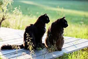 Black Color Collection: Two black long hair cats