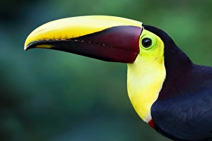 <b class=qtipBold><figcaption>Black-mandibled toucan closeup</figcaption></b><br><em>© Jim Cumming</em> Black-mandibled toucan closeup