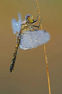 Black Meadowhawk or Black Darter -Sympetrum danae-, female, Emsland, Lower Saxony, Germany Black Meadowhawk or Black Darter -Sympetrum danae-, female, Emsland, Lower Saxony, Germany