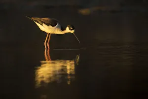 <b class=qtipBold><figcaption>Black Necked Stilt</figcaption></b><br>A black necked stilt searches for food in Elkhorn Slough, California.<br><em>© Chase Dekker Wild-Life Images</em> Black Necked Stilt