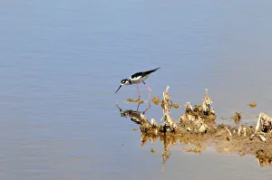 Black-necked stilt, Himantopus mexicanus, searching for food in shallow water Black-necked stilt, Himantopus mexicanus, searching for food in shallow water