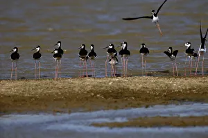 Black-necked stilts (Himantopus mexicanus)at waters edge, Venezuela Black-necked stilts (Himantopus mexicanus)at waters edge, Venezuela