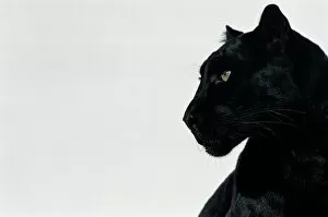Leopard Collection: Black panther (Panthera pardus), profile