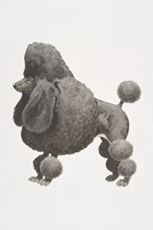 Black Poodle (canis familiaris), partially shaved coat with pompoms, side view Black Poodle (canis familiaris), partially shaved coat with pompoms, side view