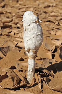 Black Powderpuff -Podaxis pistillaris-, wild mushroom growing in the desert of Adrar Black Powderpuff -Podaxis pistillaris-, wild mushroom growing in the desert of Adrar