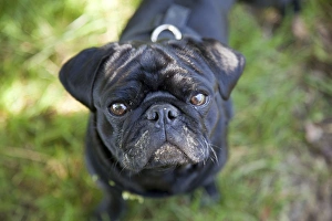 Black Pug with its face smeared with cow dung Black Pug with its face smeared with cow dung