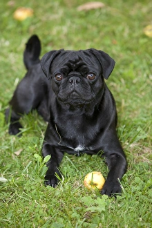 Black Pug lying on the grass and eating an apple Black Pug lying on the grass and eating an apple
