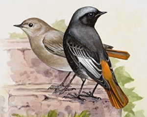 Black redstart (Phoenicurus ochruros), male and female, standing side by side Black redstart (Phoenicurus ochruros), male and female, standing side by side