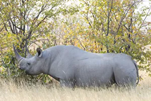 Black rhino -Diceros bicornis- eating, Etosha National Park, Namibia Black rhino -Diceros bicornis- eating, Etosha National Park, Namibia