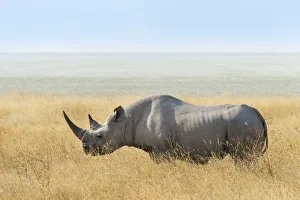 Black Rhino -Diceros bicornis- at the edge of the Etosha Pan, Etosha National Park, Namibia Black Rhino -Diceros bicornis- at the edge of the Etosha Pan, Etosha National Park, Namibia