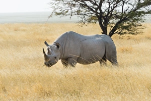 Black Rhino -Diceros bicornis- grazing at the edge of the Etosha Pan, Etosha National Park, Namibia Black Rhino -Diceros bicornis- grazing at the edge of the Etosha Pan, Etosha National Park, Namibia