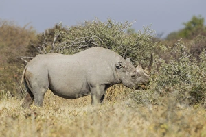 Black rhinoceros -Diceros bicornis-, Etosha National Park, Namibia, Africa Black rhinoceros -Diceros bicornis-, Etosha National Park, Namibia, Africa
