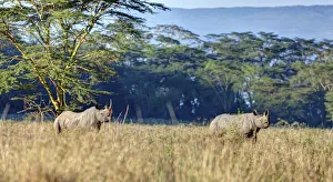 Black rhinoceros -Diceros bicornis-, Lake Nakuru National Park, Kenya, East Africa, Africa, PublicGround Black rhinoceros -Diceros bicornis-, Lake Nakuru National Park, Kenya, East Africa, Africa, PublicGround