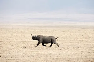 Black Rhinoceros (Diceros bicornis) running across dry, dusty savannah, Ngorongoro Crater Black Rhinoceros (Diceros bicornis) running across dry, dusty savannah, Ngorongoro Crater