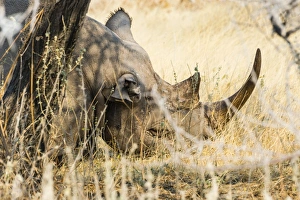 Black Rhinoceros -Diceros bicornis- sleeping camouflaged in the bushes, Etosha National Park, Namibia Black Rhinoceros -Diceros bicornis- sleeping camouflaged in the bushes, Etosha National Park, Namibia