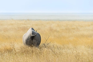 Black Rhinoceros -Diceros bicornis- walking through dry grass at the edge of the Etosha Pan, Etosha National Park Black Rhinoceros -Diceros bicornis- walking through dry grass at the edge of the Etosha Pan, Etosha National Park