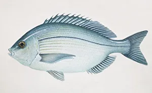 Black Seabream, Spondyliosoma cantharus, side view Black Seabream, Spondyliosoma cantharus, side view