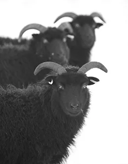<b class=qtipBold><figcaption>Three Black Sheep in Snow</figcaption></b><br>A black and white winter photograph of three black sheep with horns in snow. All looking at the camera. The snow gives excellent contrast and the two sheep at the back are deliberately out of focus to give the image a more unusual feel to it.<br><em>© © Simon Gakhar</em> Three Black Sheep in Snow