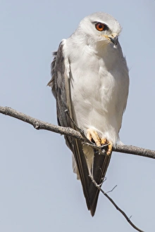 Black-shouldered kite -Elanus caeruleus-, Etosha National Park, Namibia, Africa Black-shouldered kite -Elanus caeruleus-, Etosha National Park, Namibia, Africa