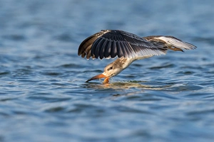 <b class=qtipBold><figcaption>Black Skimmer</figcaption></b><br>A Black Skimmer is learning to skim for fish<br><em>© 2015 Phoo Chan</em> Black Skimmer