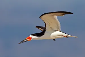 <b class=qtipBold><figcaption>Black skimmer</figcaption></b><br>Black skimmer on flight.<br><em>© Phoo Chan</em> Black skimmer