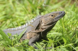Black spiny-tailed iguana, Ctenosaura similis. Brown coloration is from mud after recent rains Black spiny-tailed iguana, Ctenosaura similis. Brown coloration is from mud after recent rains