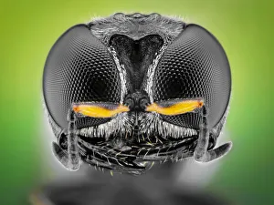 <b class=qtipBold><figcaption>Black square-headed wasp</figcaption></b><br>(Vechtia)<br><em>© Donald Jusa</em> Black square-headed wasp
