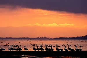 Black swans (cygnus atratus) on shore at sunset, Victoria, Australia Black swans (cygnus atratus) on shore at sunset, Victoria, Australia