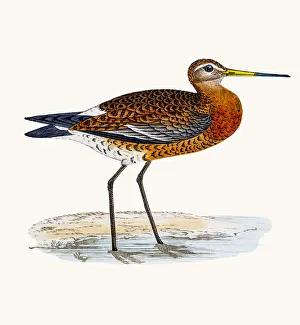 <b class=qtipBold><figcaption>Black tailed Godwit</figcaption></b><br>A photograph of an original hand-colored engraving from The History of British Birds by Morris published in 1853-1891.<br><em>© mashuk</em> Black tailed Godwit