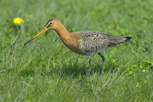 Black-tailed Godwit -Limosa limosa-, male in breeding plumage foraging for food Black-tailed Godwit -Limosa limosa-, male in breeding plumage foraging for food